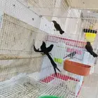 للبيع عصافير الجنة الاحساء