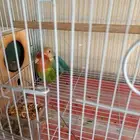 السلام عليكم السعر 300