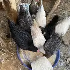 للبيع دجاج فرنسي وتركي