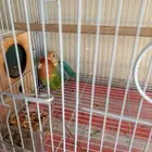 السلام عليكم