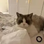 قط راغدول تبني