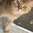 قط لتبني او بدل بحيوانات اخرى