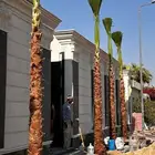 نخل واشنطن للبيع