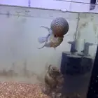 عفريت مويه وفلور هورن ب450