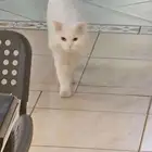 قط ذكر شيرازي للتزاوج