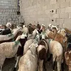 الحربي لذبايح