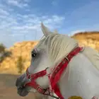مهره شعبيه شيخه