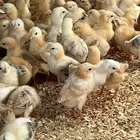 مطلوب صوص بلدي عدد من 2500 إلى 3000 صوص