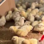 صوص دجاج لاحم