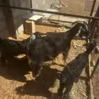عنز