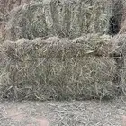 علاف رود صافي ناعم شد جندير