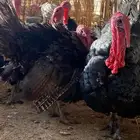 دجاج رومي