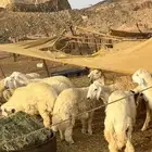 حريات مقاني حلال طيب وفاخر