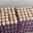 بيض بط بيكنى تخصيب يصل ل 95