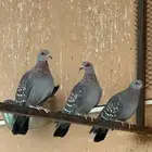 حمام أفريقي ابو جفن