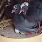 صنعاني شيبه مع ولده