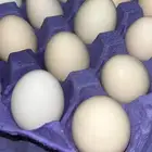 مطلوب صوص دجاج فوق 3000 شرط مكان واحد بسع السوق