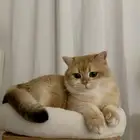 أبي قط للتبني اصغر من 6 شهور