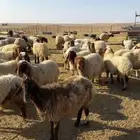 للبيع جذعات اغنام_ المجموعه كامله