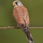 مطلوب باشق شبوط في الاحساء