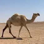 لقحه وضحا طيبه