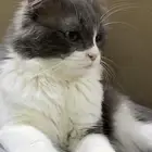 قط بيت اليف ولعوب للبيع