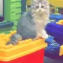 قطه للبيع