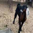 للبيع جفره جذعه