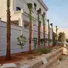 ابوسالم لتوريد النخيل الوشنطني