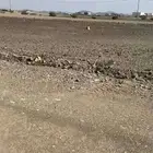 أرض مميزة في المدينة المنورة