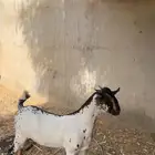 مشروع فحل بيشي