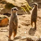 الي عنده ذكر ميركات ((تيمون)) بتبوك ولا الجوف