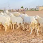 غنم رخال صنف دفيع