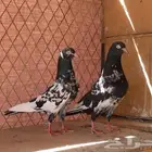 جوز رامبوري تم البيع