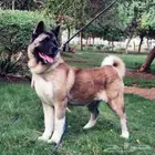 امريكان اكيتا