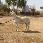 مشروع فحل حري نادر