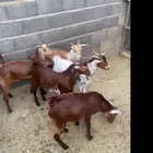 تيوس