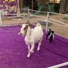 عنز هجين بورقت متوم