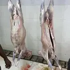 للبيع طليان ذبايح بريه مع خدمة الذبح والتوصيل التكيس وتغليف