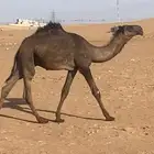 قعود كفوا ولد ولد الحاكم مستقبل فحل ضغط عالي يا هل الصفر