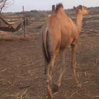 ماشاء الله تبارك الله