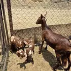 عنز تحتها اثنين ذكور