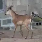 وعل فحل