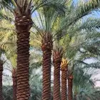 نخل عربي ونخل زينه