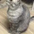 قط ذكر (سكوتش وشيرازي)