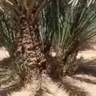 يوجد لدينا فروخ نخل ونقايل دخيني خلاص هلالي حشيشي برحي