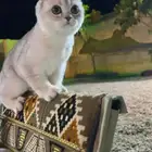 قط سكوتش لتبني