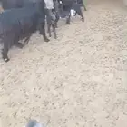 معزا متابيع متاومة