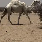 ناقه وضحا طيب لقحه على بعير منتج