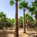 نخل واشنطني جده